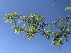 Robinia neomexicana