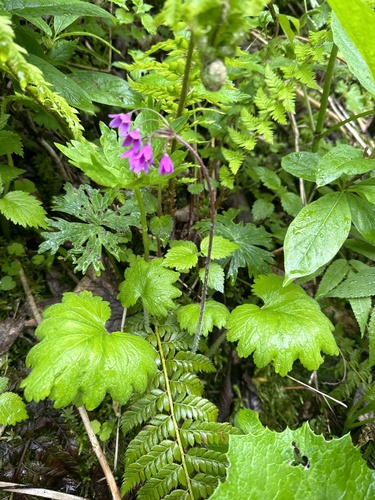 Alpine bells (Primula matthioli)