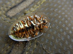 Physonota stigmatilis