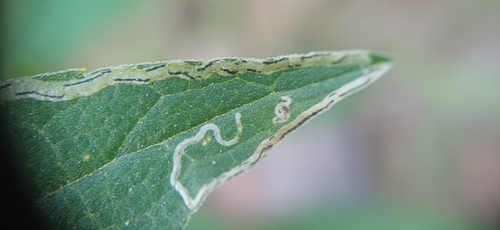 Phytomyza solidaginis