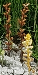 Orobanche minor