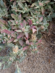 Atriplex fruticulosa