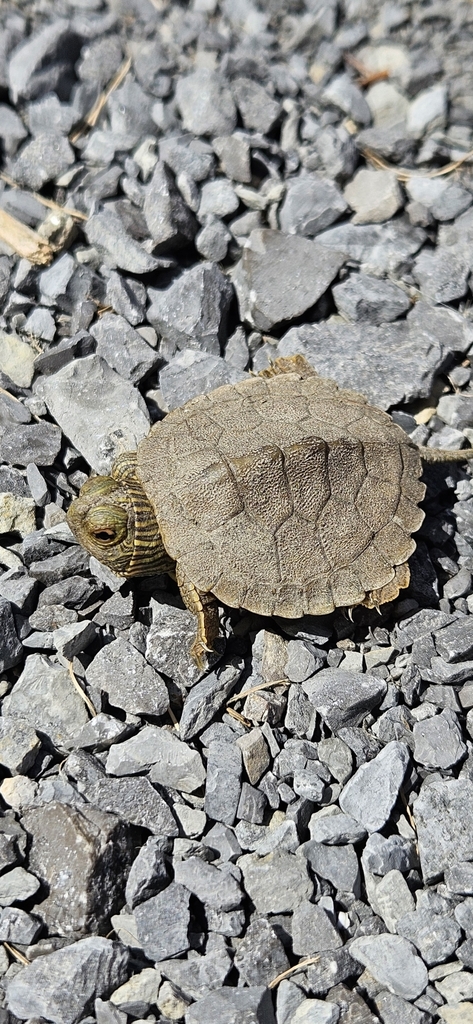 Northern Map Turtle in June 2024 by Eric Zaunscherb · iNaturalist