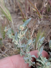 Atriplex fruticulosa
