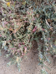 Atriplex fruticulosa