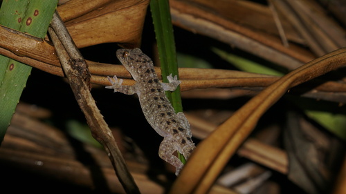 Gekko monarchus