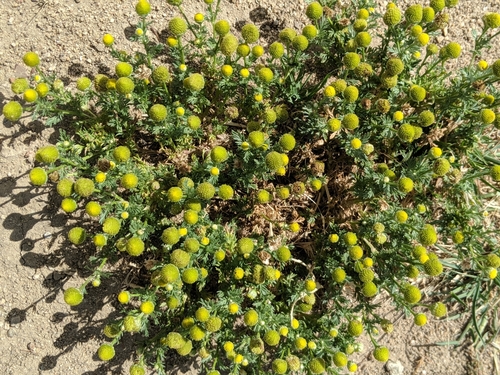 Image of Matricaria occidentalis by no rights reserved