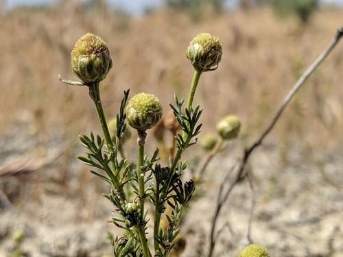 Image of Matricaria occidentalis by no rights reserved