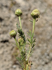 Matricaria occidentalis