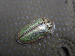 Physonota stigmatilis