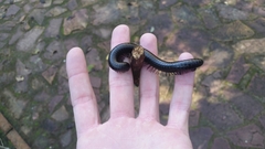 Orthoporus texicolens