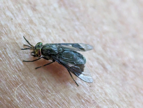 Black Deer Fly photo 4
