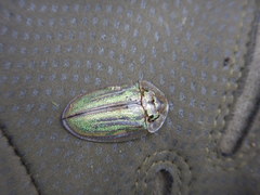 Physonota stigmatilis