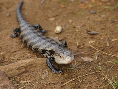 Giant Bluetongue Skink photo 2