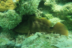 Epinephelus striatus
