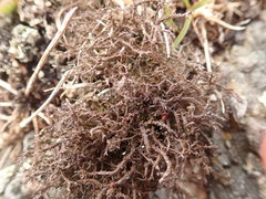 Cladonia scabriuscula