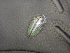 Physonota stigmatilis