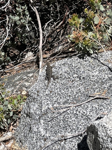 iNaturalist observation photo of Western Fence Lizard