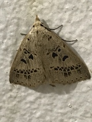 Herminodes atrosignata