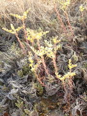 Dudleya multicaulis