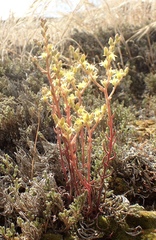 Dudleya multicaulis