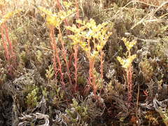 Dudleya multicaulis