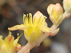 Dudleya multicaulis