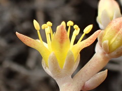 Dudleya multicaulis