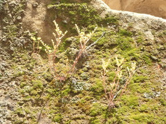 Dudleya multicaulis