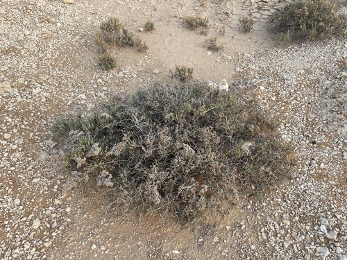 Limonium axillare