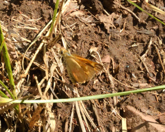 Ochlodes sylvanoides omnigena