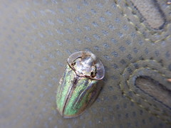 Physonota stigmatilis