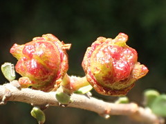 Ceanothus megacarpus megacarpus