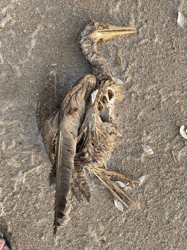 Brown Booby