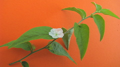 Evolvulus latifolius