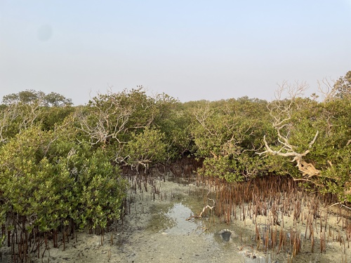 Grey Mangrove