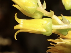 Dudleya stolonifera