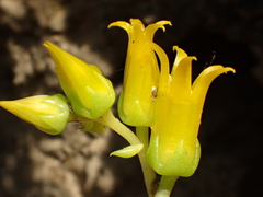 Dudleya stolonifera