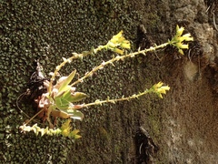 Dudleya stolonifera