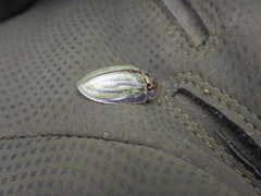 Physonota stigmatilis