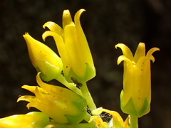 Dudleya stolonifera