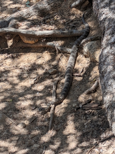 iNaturalist observation photo of Northern Pacific Rattlesnake
