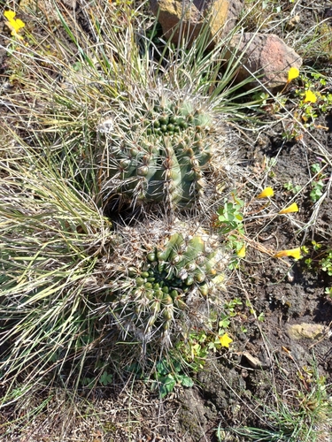 Parodia mammulosa