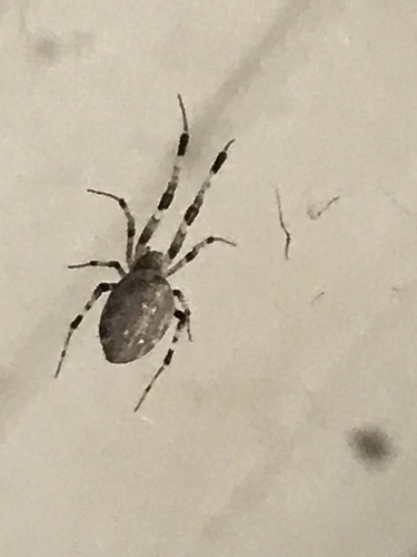 Ninja-star Ceiling Spider