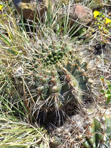 Parodia mammulosa