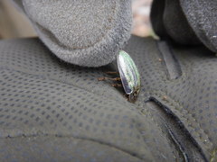 Physonota stigmatilis