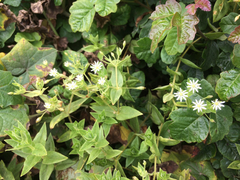 Stellaria littoralis