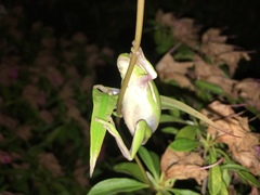 Hyla cinerea