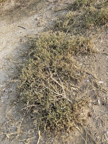 rabbit foot aeluropus