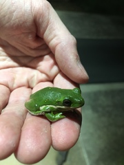 Hyla cinerea